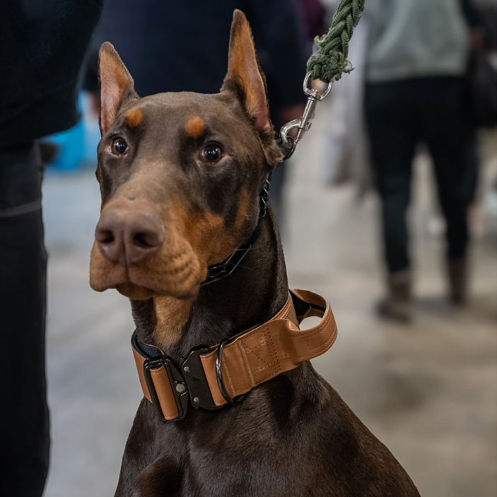 collar vendor.3