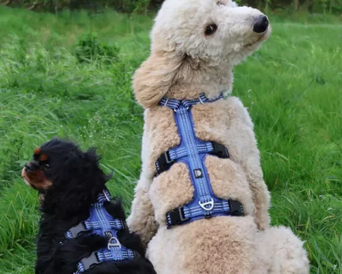 Dog Harness Manufacturer